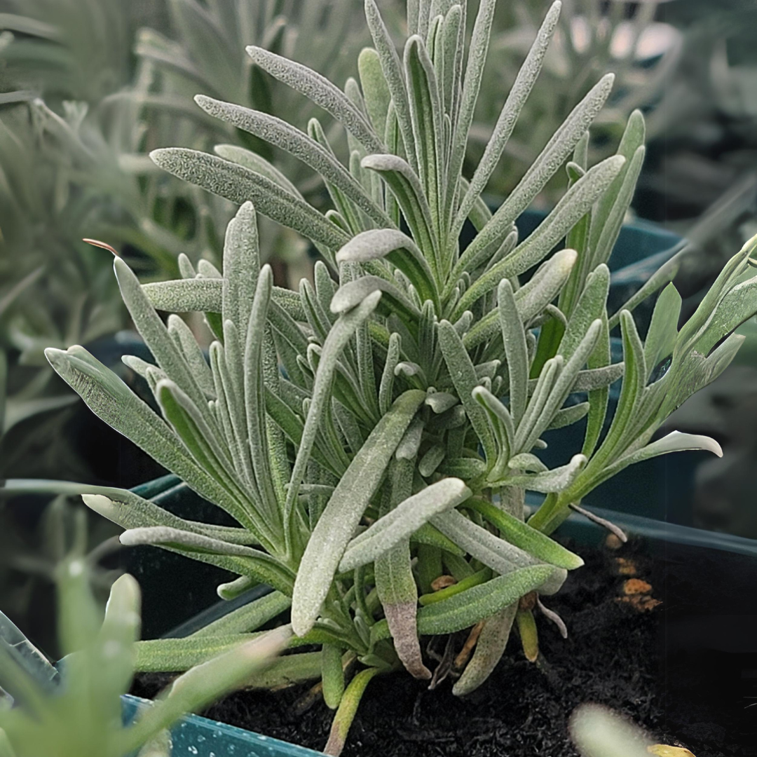 🌿 Figments Lavender Farm Update