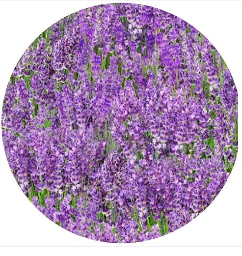 Lavender Silicone Jar Opener
