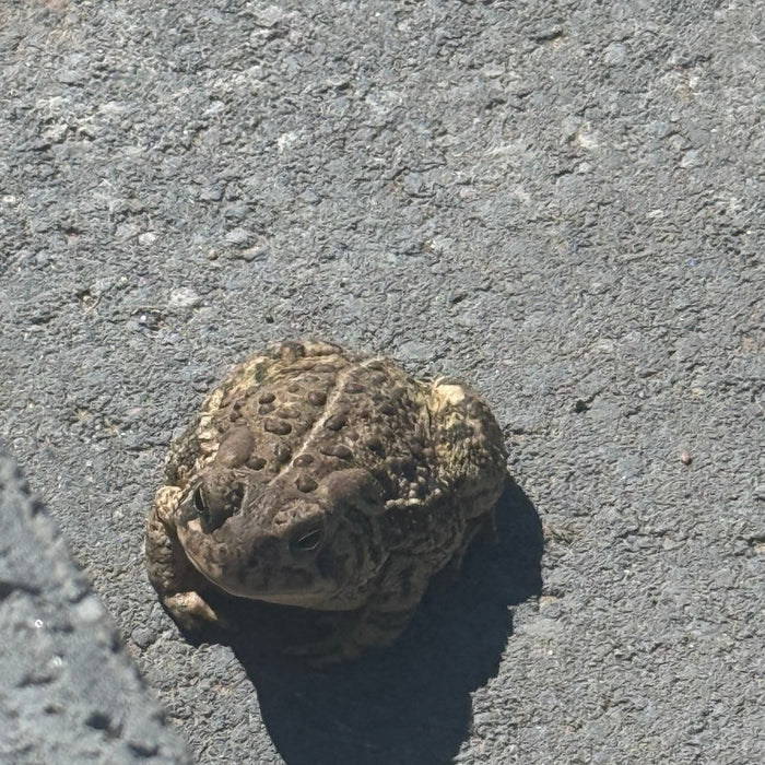 Unexpected Company