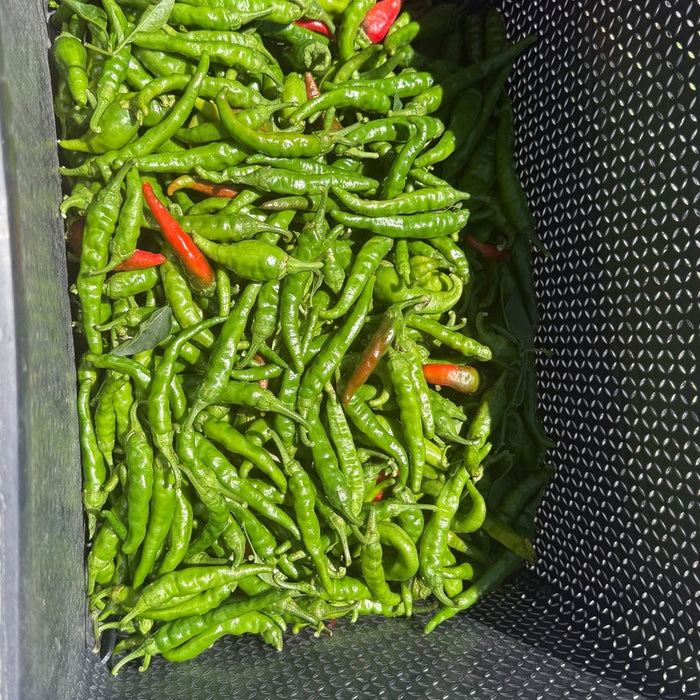 Four Little Plants and a Whole Lot of Heat!