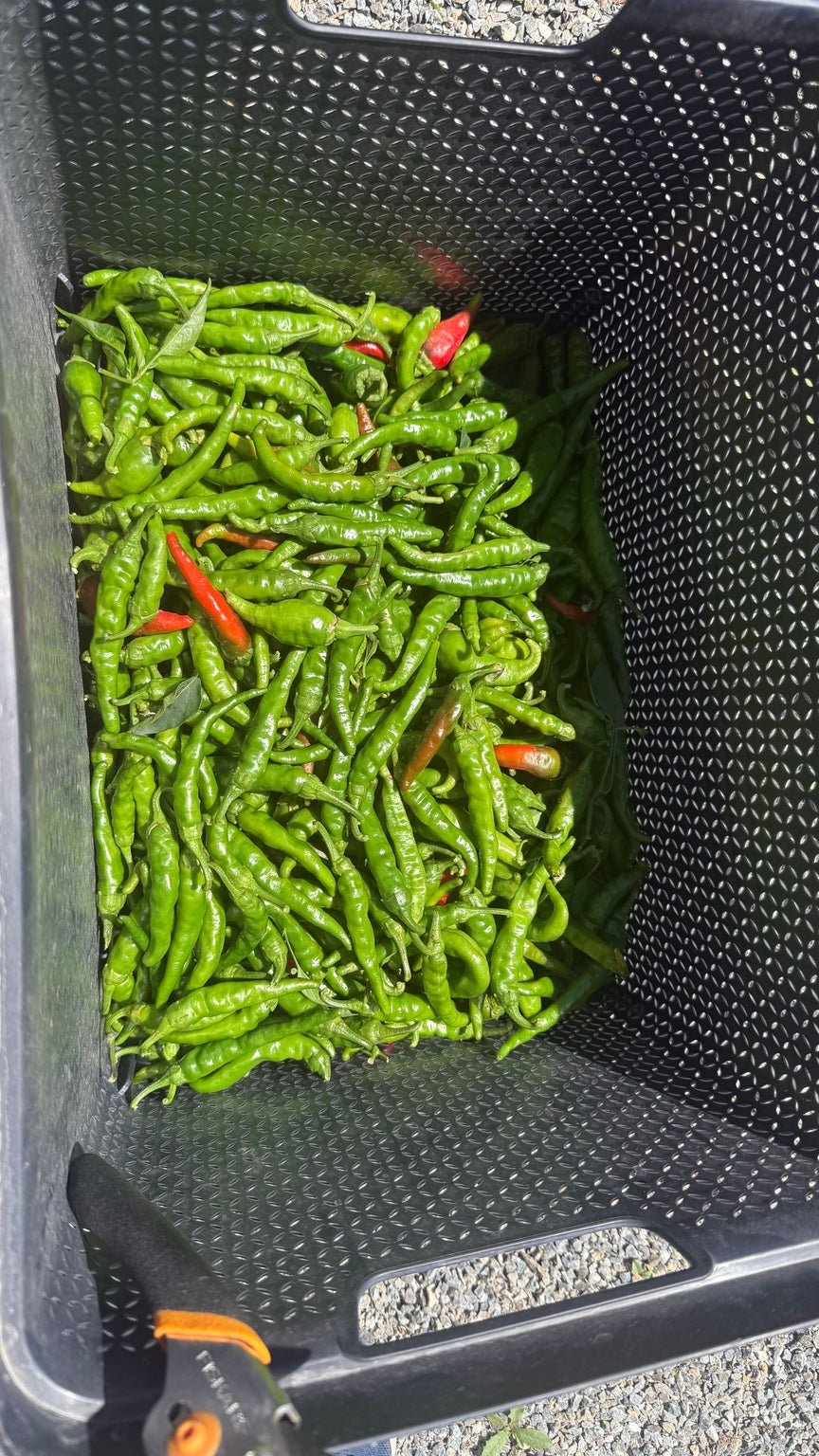 Four Little Plants and a Whole Lot of Heat!