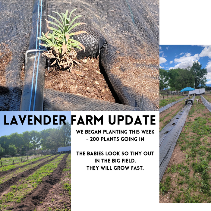 Lavender Farm Update