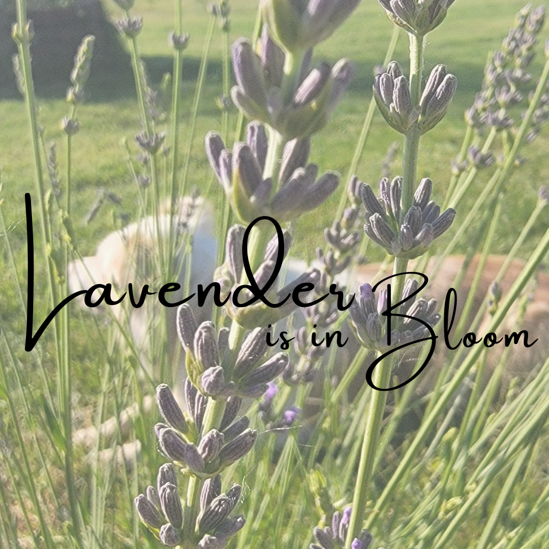 Lavender is in Bloom