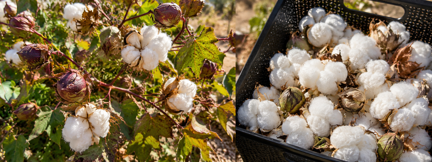 A Little Cotton, A Lot of Family History