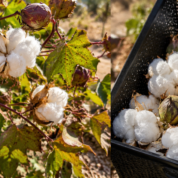 A Little Cotton, A Lot of Family History