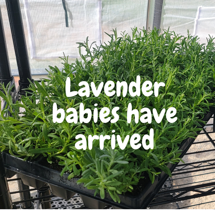 Lavender Farm Beginnings....