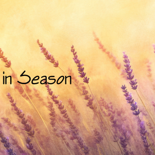 Lavender is in Season