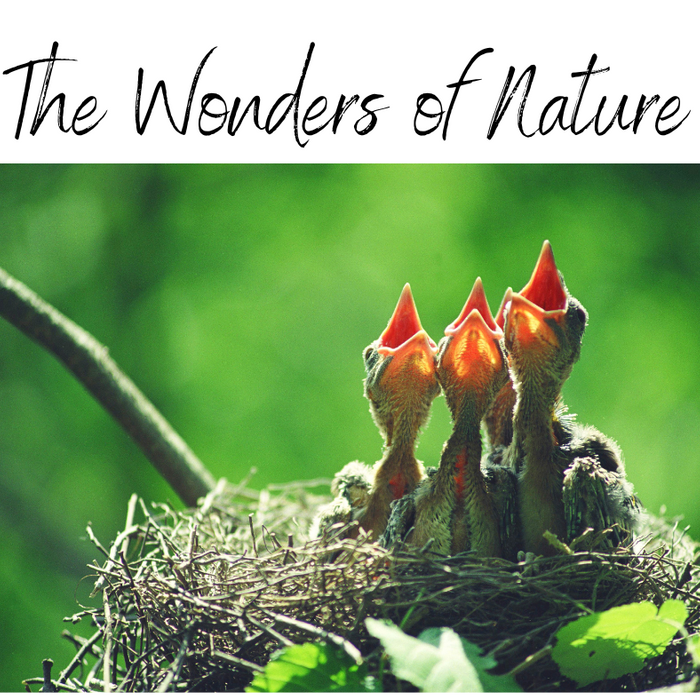 The Wonders of Nature