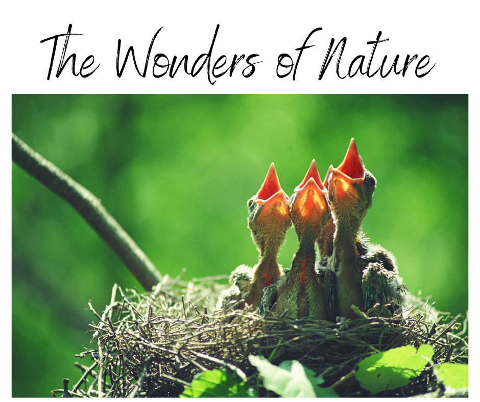 The Wonders of Nature